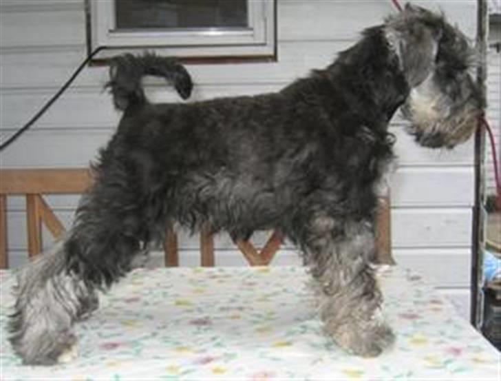 Dvaergschnauzer Queenie - Her poserer jeg kjempe bra og humøret er på topp:-) billede 3