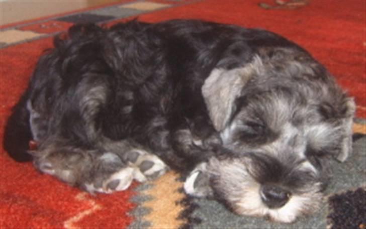 Dvaergschnauzer Queenie - Her er trøtt å vil bare sove:-) God natt alle sammen. billede 4