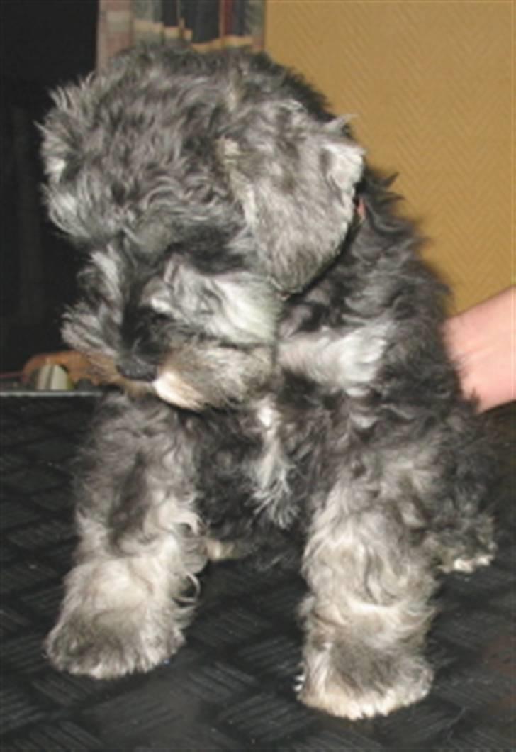 Dvaergschnauzer Queenie - Her jeg litt skjenert å vil bare se ned, men VOFF VOFF for det. billede 5