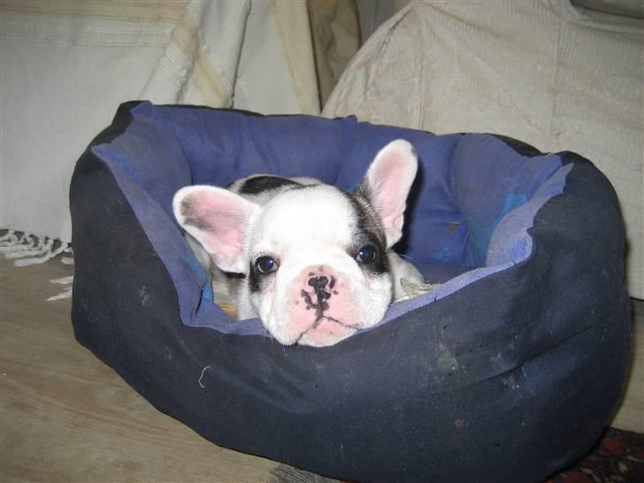 Fransk bulldog Elvis Lilo del Spica - Jeg hygger mig i min kurv billede 1