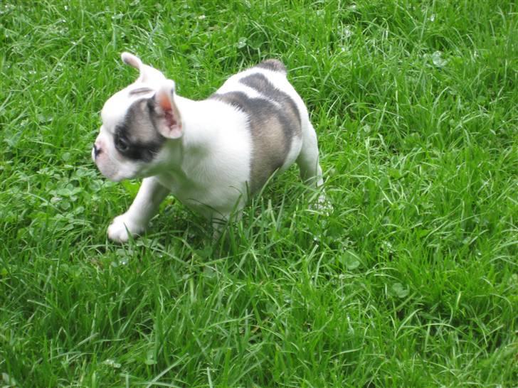 Fransk bulldog Elvis Lilo del Spica - her kommer jeg ! billede 2