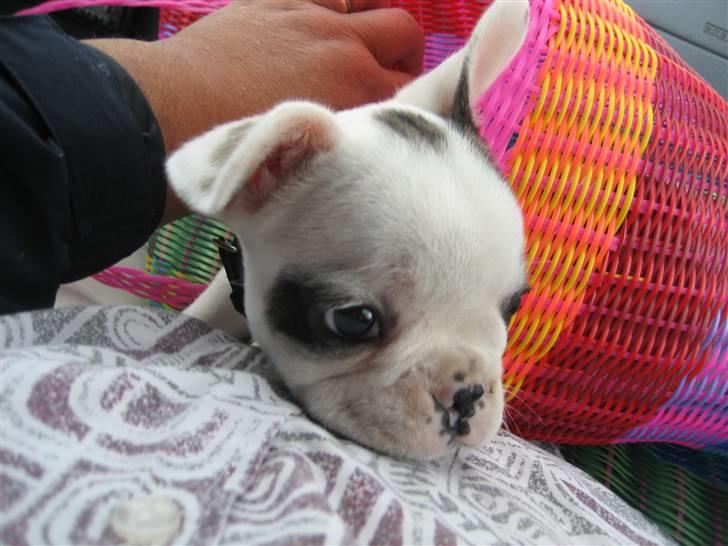 Fransk bulldog Elvis Lilo del Spica - ud af kurven ! billede 3