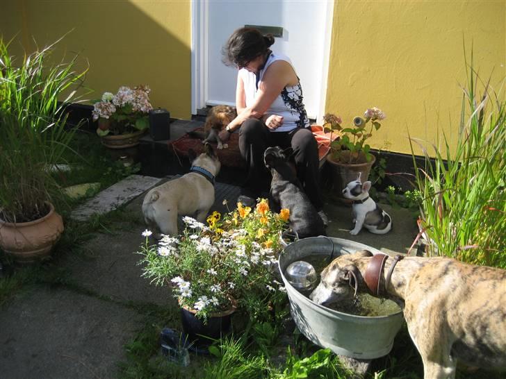 Fransk bulldog Elvis Lilo del Spica - Morgenhygge i hundeflokken ! billede 4