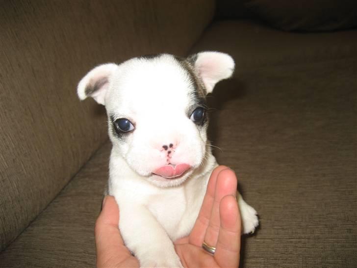 Fransk bulldog Elvis Lilo del Spica - Helt ny 5 uger ! billede 5