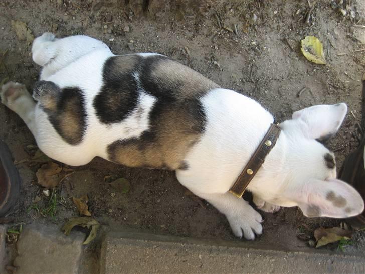 Fransk bulldog Elvis Lilo del Spica - Honeypie bulldog ! billede 6