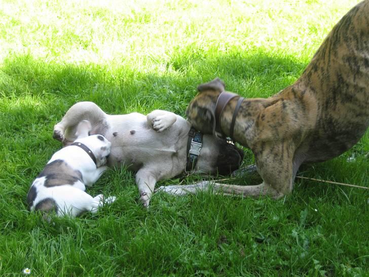 Fransk bulldog Elvis Lilo del Spica - Jeg leger med Sashimi og Alba ! billede 7