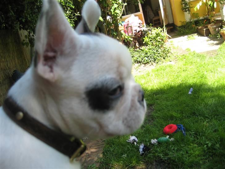 Fransk bulldog Elvis Lilo del Spica billede 8