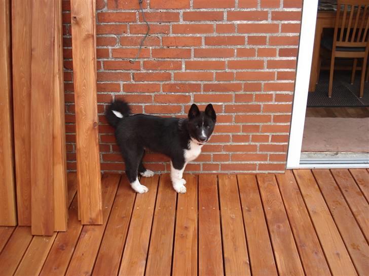 Karelsk bjørnehund Timber - Prøver lige at gemme mig her!!!! billede 9