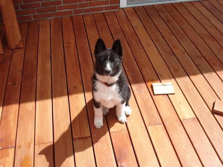 Karelsk bjørnehund Timber - Se........ Kan sidde rigtig pænt, når jeg skal fotograferes billede 10