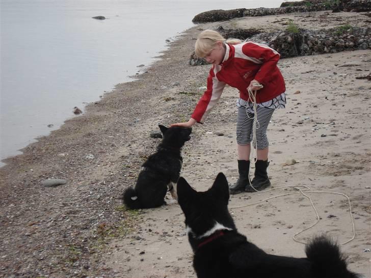 Karelsk bjørnehund Timber - Timber, Donna og Hanne på stranden - Kan godt sidde pænt billede 11