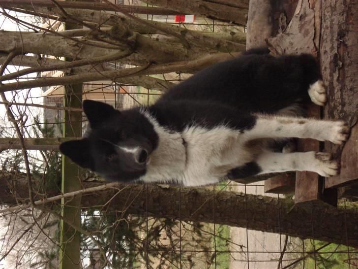 Karelsk bjørnehund Timber billede 12