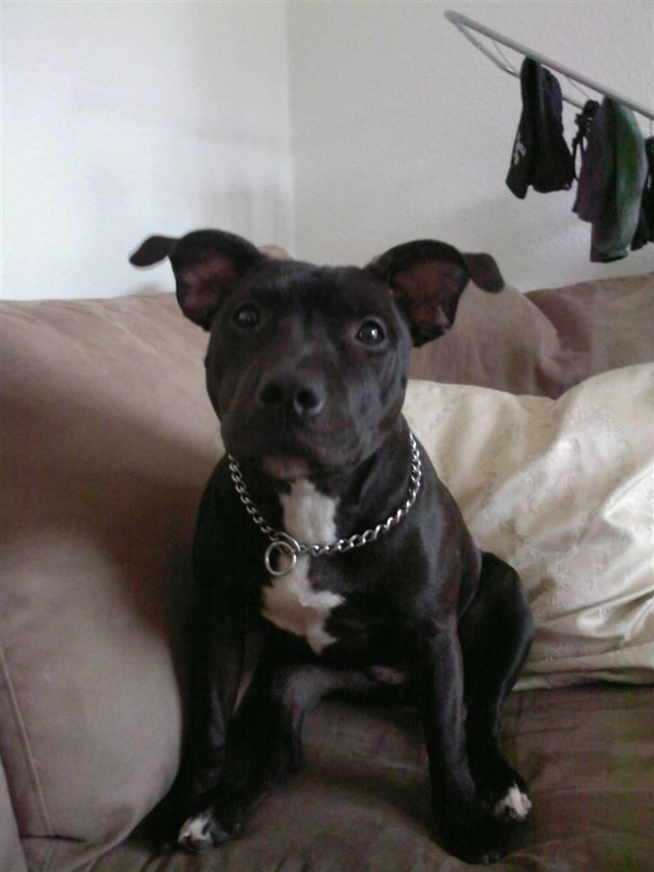 Blanding af racer **Chila** R.I.P - Nyt Nyt Chila 8måneder gammel billede 7