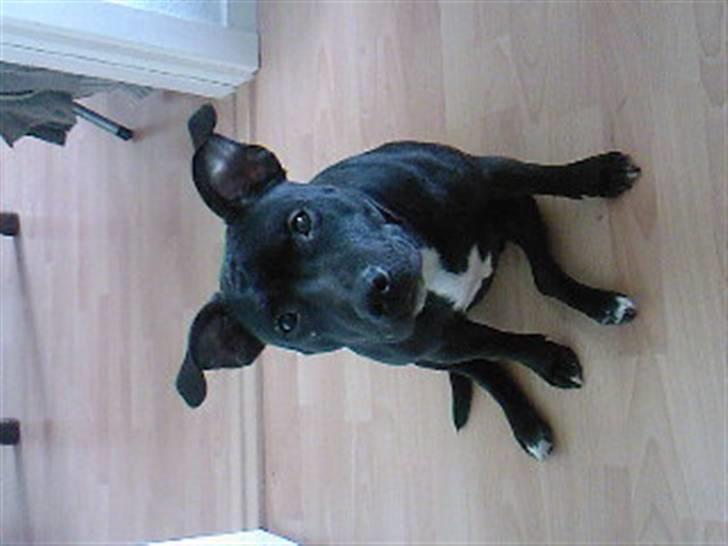 Blanding af racer **Chila** R.I.P - Chila 8 måneder billede 8