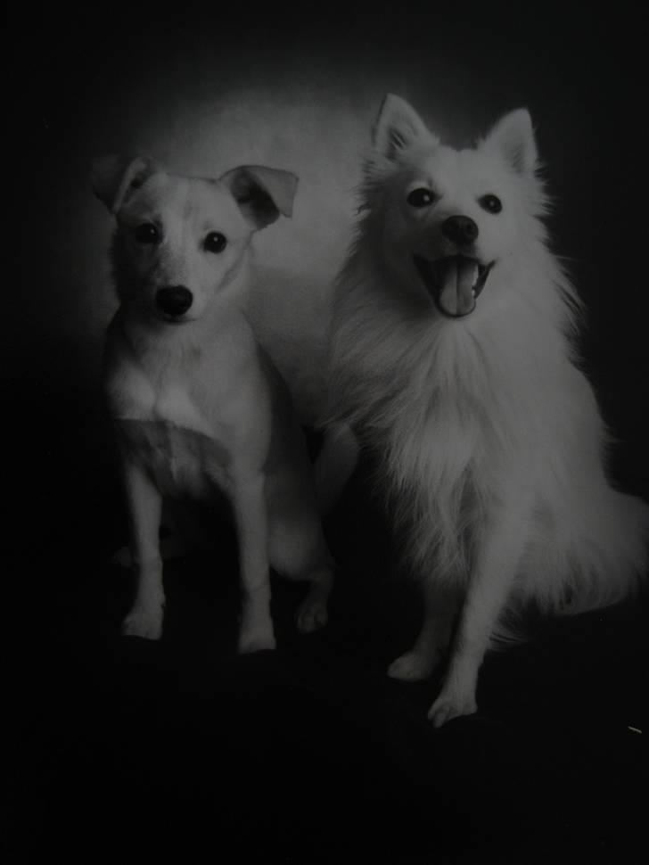 Japansk spids sif - Har lige været ude og få taget billeder af mine to øjesten.. billede 15