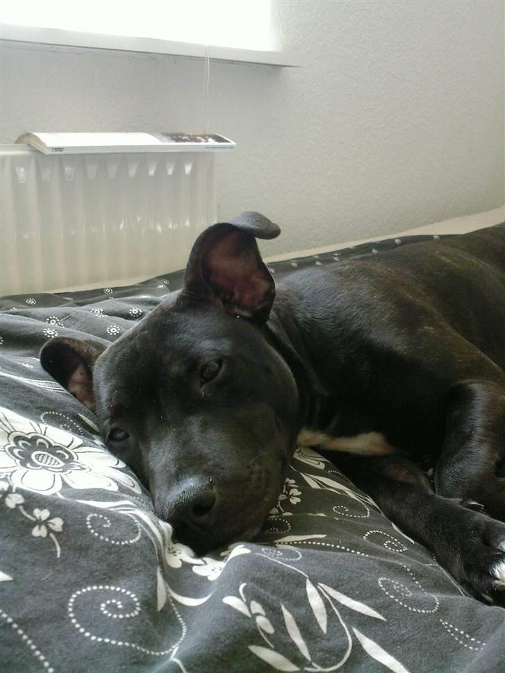 Blanding af racer **Chila** R.I.P - Trætte chila billede 9