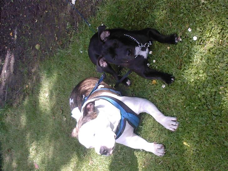 Blanding af racer **Chila** R.I.P - Chila og Chinco slapper lige af.. smil billede 10