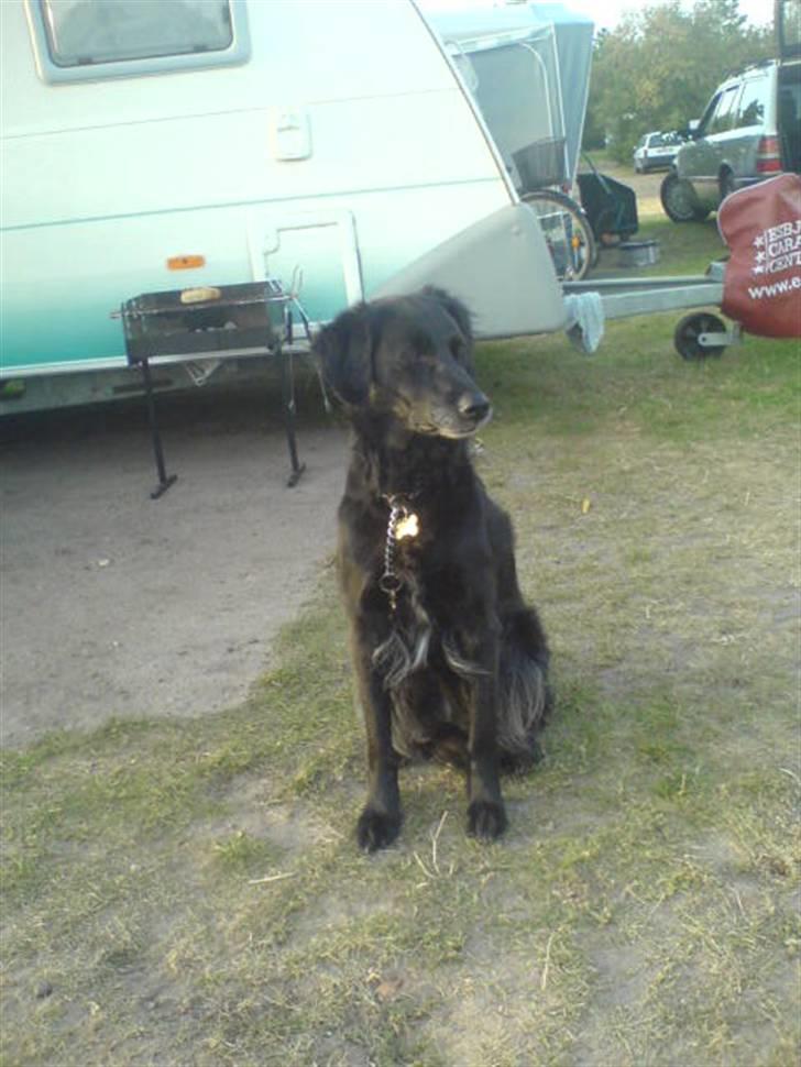 Blanding af racer Locky <3 r.i.p :'( - F o r d i  d u  e r  h u n d e n  i  m i t  l i v  ! billede 6