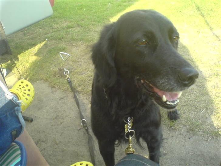 Blanding af racer Locky <3 r.i.p :'( - F o r d i  d u  e r  h u n d e n  i  m i t  l i v  ! billede 7