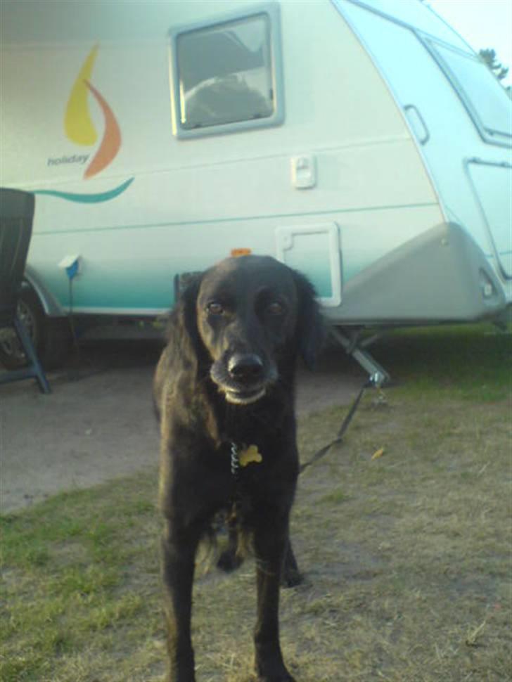 Blanding af racer Locky <3 r.i.p :'( - F o r d i  d u  e r  h u n d e n  i  m i t  l i v  ! billede 8