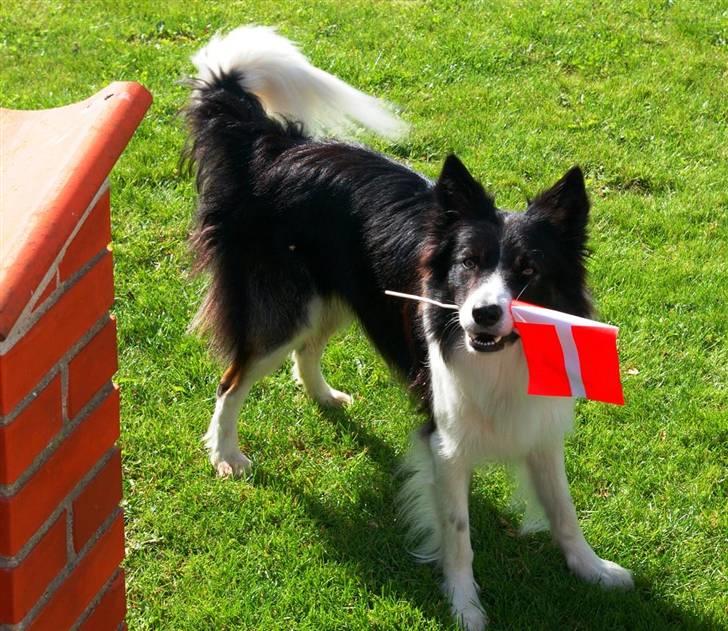 Border collie Tjamp - Tjamp sørger for at hans nye "lillesøster" får en festlig hjemkomst. Han er helt vild med vores lille nye pige og vi glæder os til hun bliver større så hun kan lege med ham! billede 16