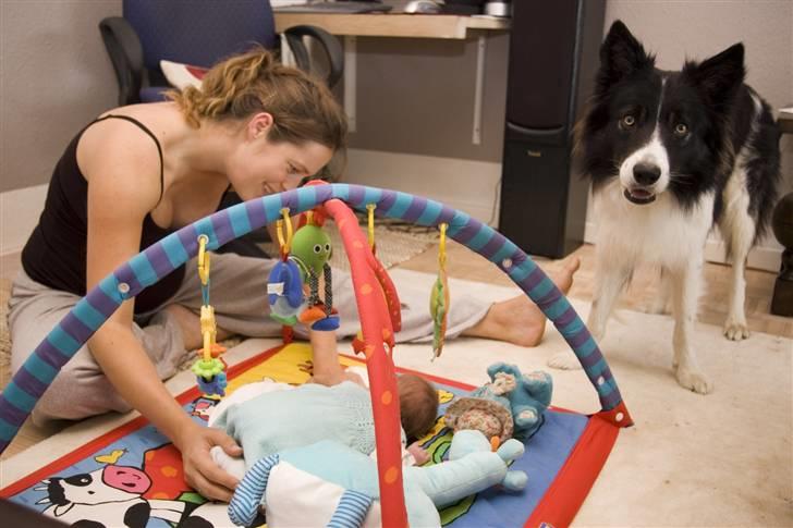 Border collie Tjamp - Tjamp følger spændt med i at mor og Sofia leger på gulvet. Han vil SÅ gerne være med... billede 17