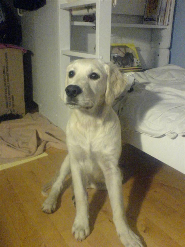 Golden retriever Rico  billede 6