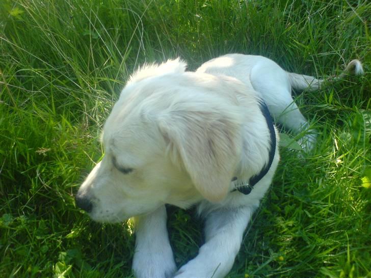 Golden retriever Rico  billede 8