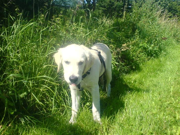 Golden retriever Rico  billede 9