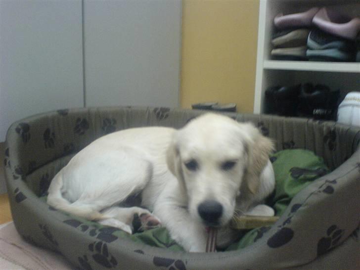 Golden retriever Rico  billede 10