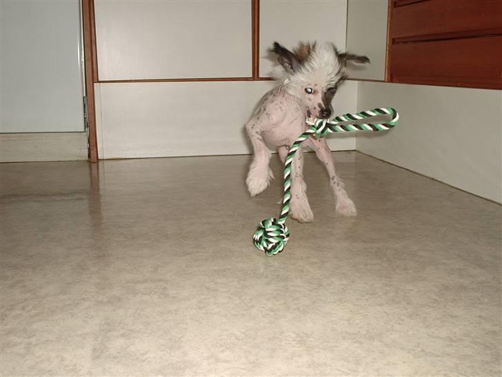 Chinese crested hårløs Kalif - Så skal rebet lige have en ordenlig tur.. billede 2