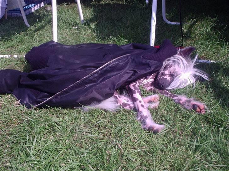 Chinese crested hårløs Kalif - Pu Ha, det er hårdt at være til udstilling i 2 dage, dejligt med en slapper billede 3