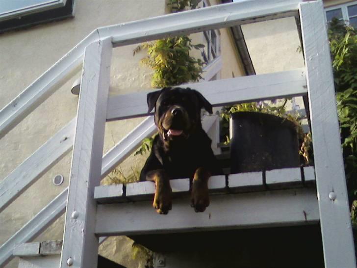 Rottweiler Samson - samson ligger og holder øje med hvad der sker.  billede 16