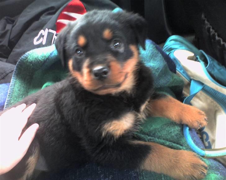 Rottweiler Samson - på vej hjem i bilen. den dag vi hentede ham. billede 17