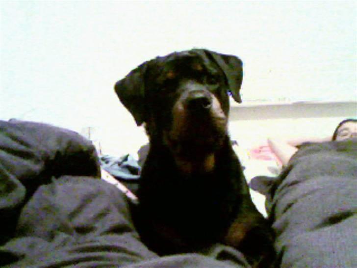 Rottweiler Samson - samson er en rigtig putte trold billede 18