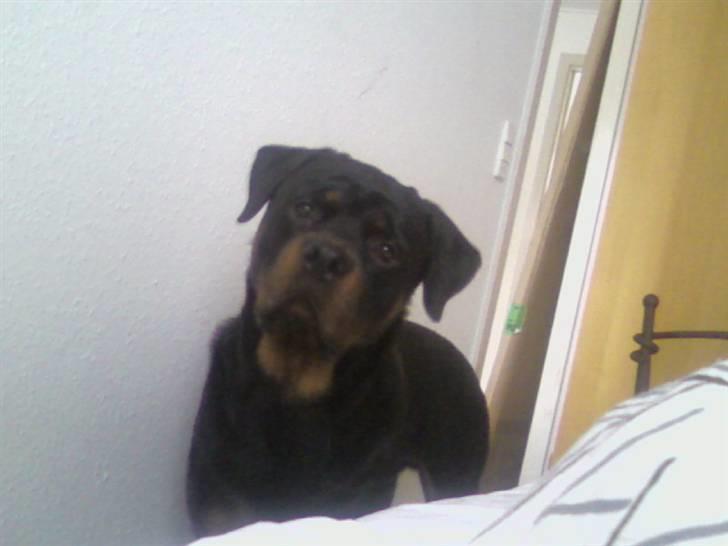 Rottweiler Samson billede 19