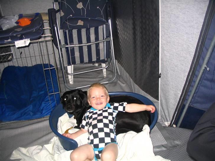 Labrador retriever Berta - Min "lillebror Noah". Han er 2år på billedet og vi er udskillige:) billede 20