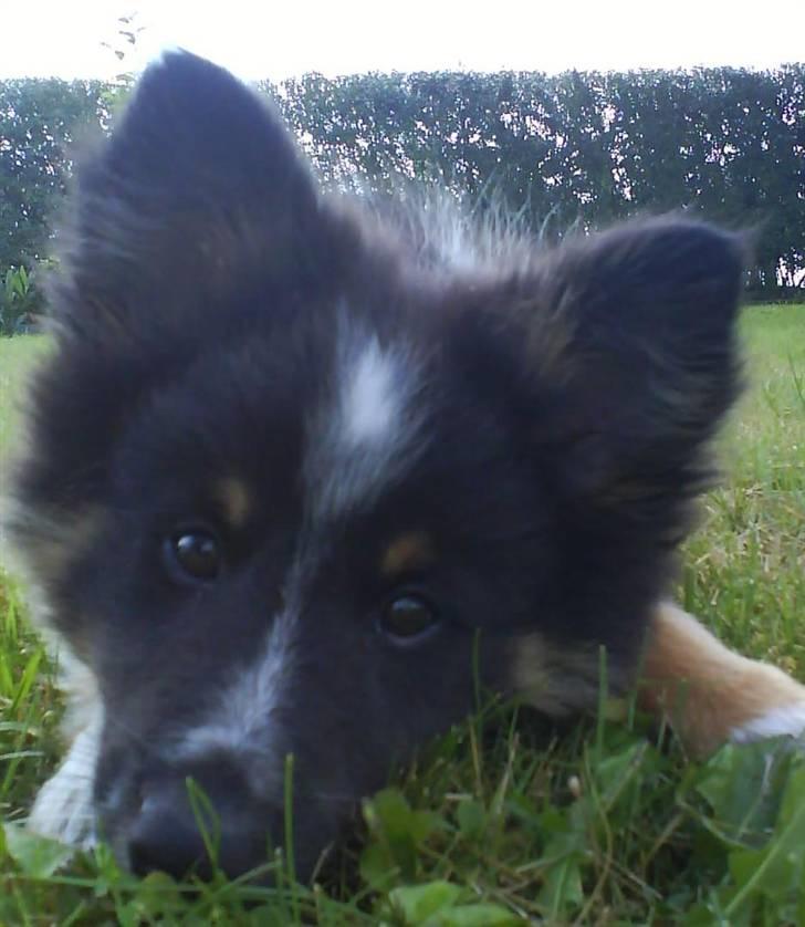 Shetland sheepdog Koda billede 1