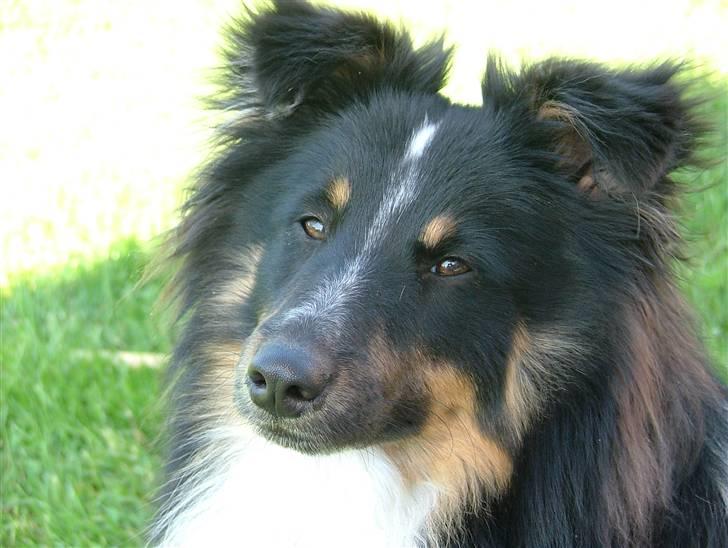 Shetland sheepdog Koda billede 2