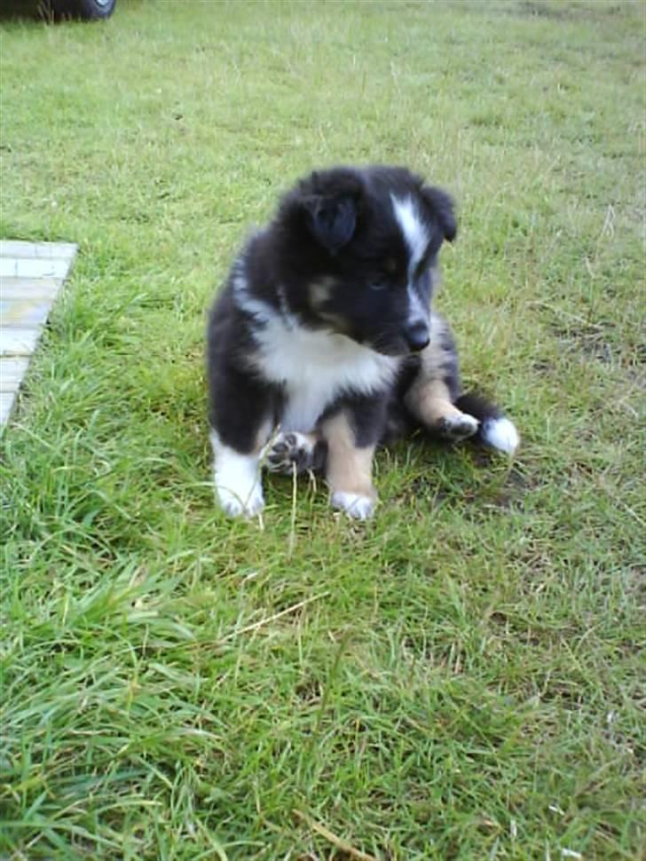 Shetland sheepdog Koda billede 3