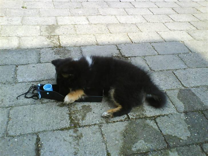 Shetland sheepdog Koda billede 4