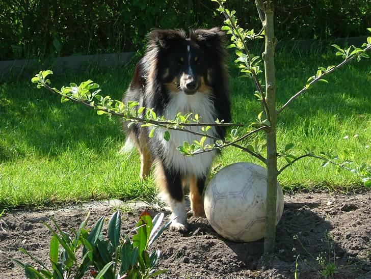 Shetland sheepdog Koda billede 5