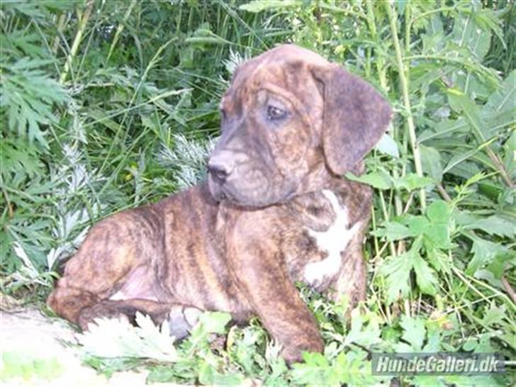 Dogo canario Leonardo (R.I.P) - Til minde om Leo billede 1