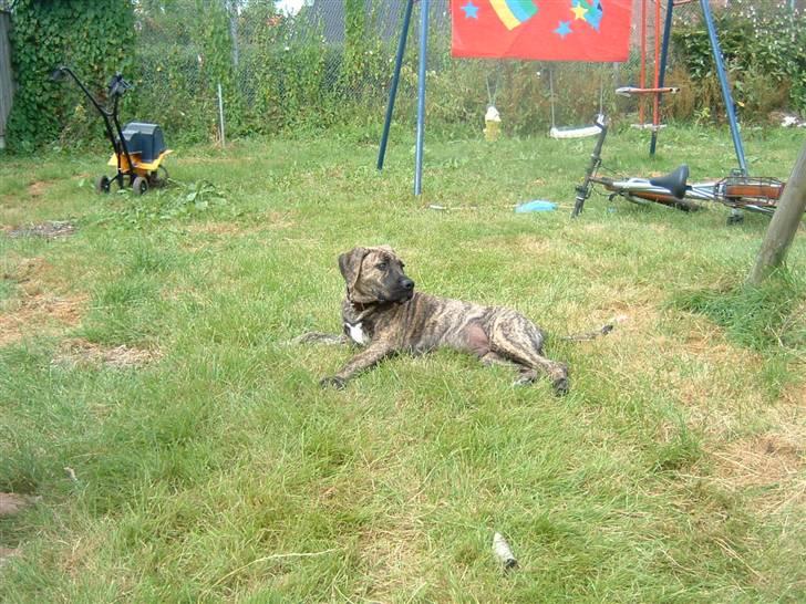 Dogo canario Leonardo (R.I.P) - Leo billede 2