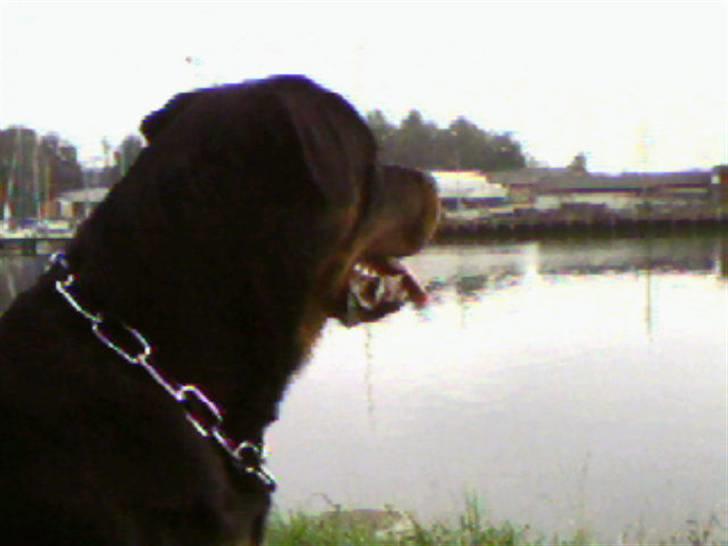 Rottweiler Samson billede 20