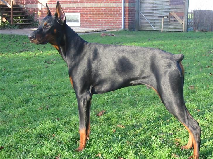 Dobermann Zippo billede 1