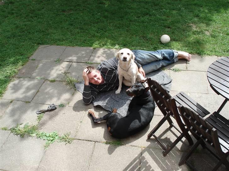 Dobermann Zippo - Zippo og kusine Dinnie... billede 2