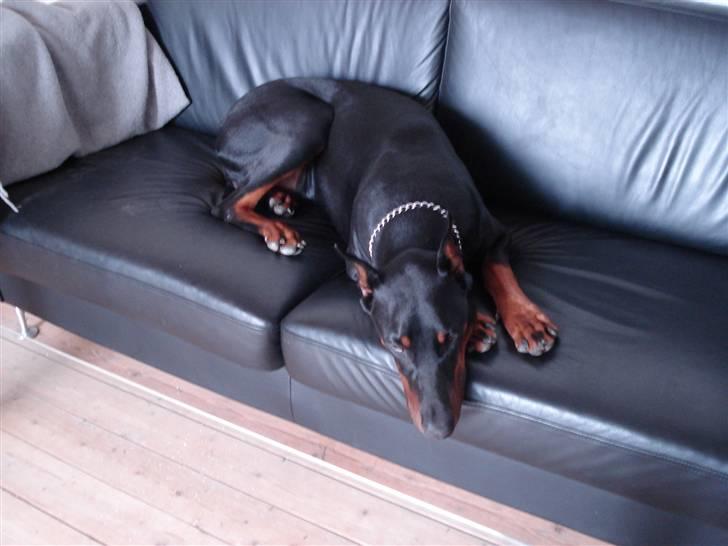 Dobermann Zippo billede 3