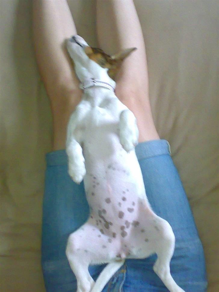 Jack russell terrier Freja billede 1