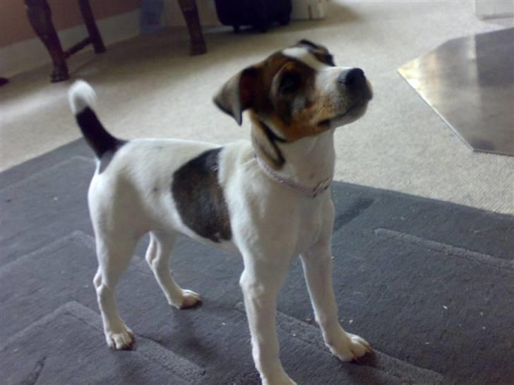 Jack russell terrier Freja billede 2