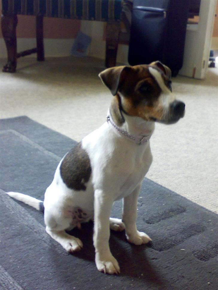 Jack russell terrier Freja billede 3
